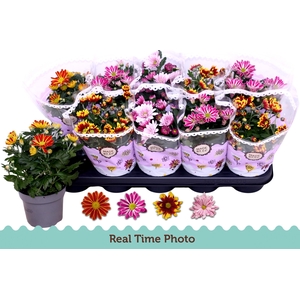 CHRYS GEM 2 KL BLOEM