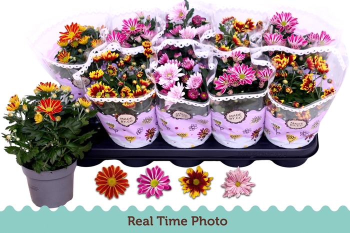 <h4>CHRYS GEM 2 KL BLOEM</h4>