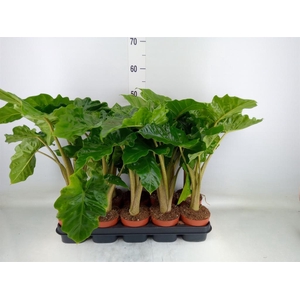 Alocasia  'Low Rider'