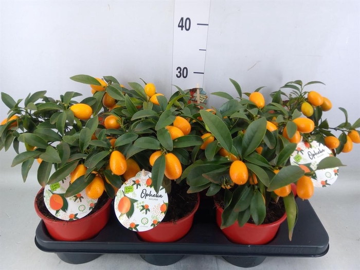 <h4>Fortunella margarita</h4>