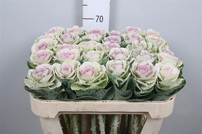 <h4>Brass Empire Anna</h4>