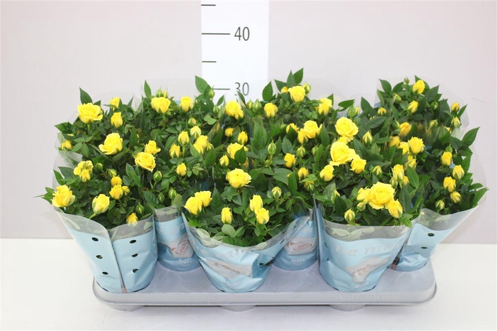 <h4>Rosa Jewel Geel</h4>