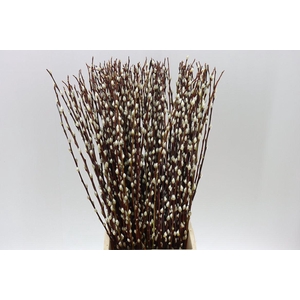 Salix Pussy Willow
