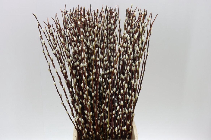 <h4>Salix Pussy Willow</h4>