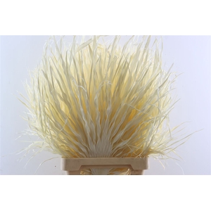 Dried Palmetto Bleached P/stem