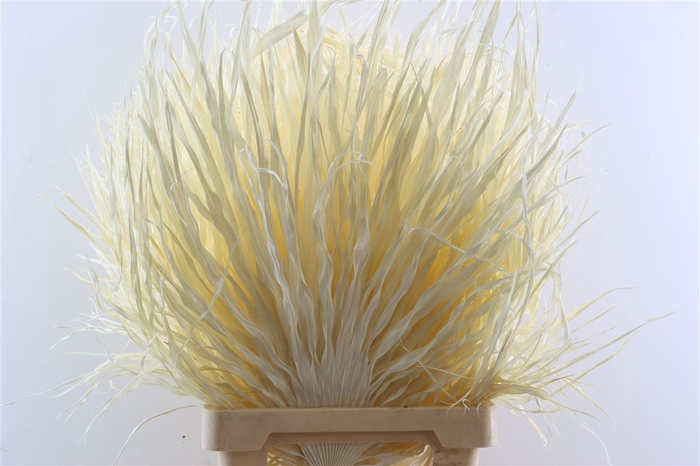 <h4>Dried Palmetto Bleached P/stem</h4>