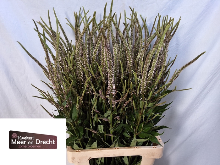 <h4>Veronicastrum Pink Glow Meer en Drecht</h4>