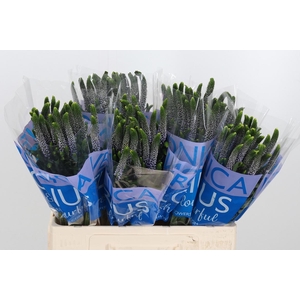 Veron Smart June Milka