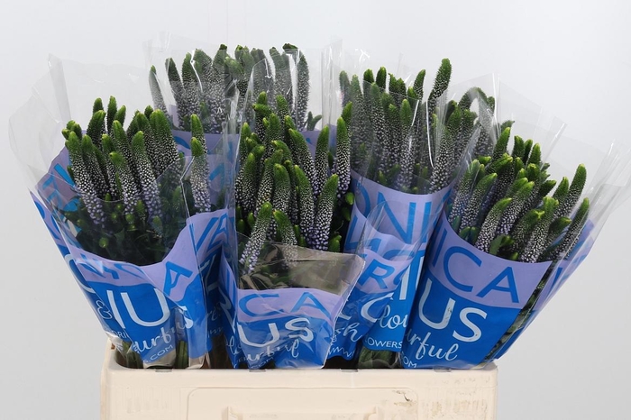 <h4>Veron Smart June Milka</h4>