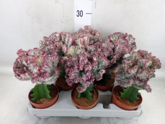 <h4>Euphorbia lactea</h4>