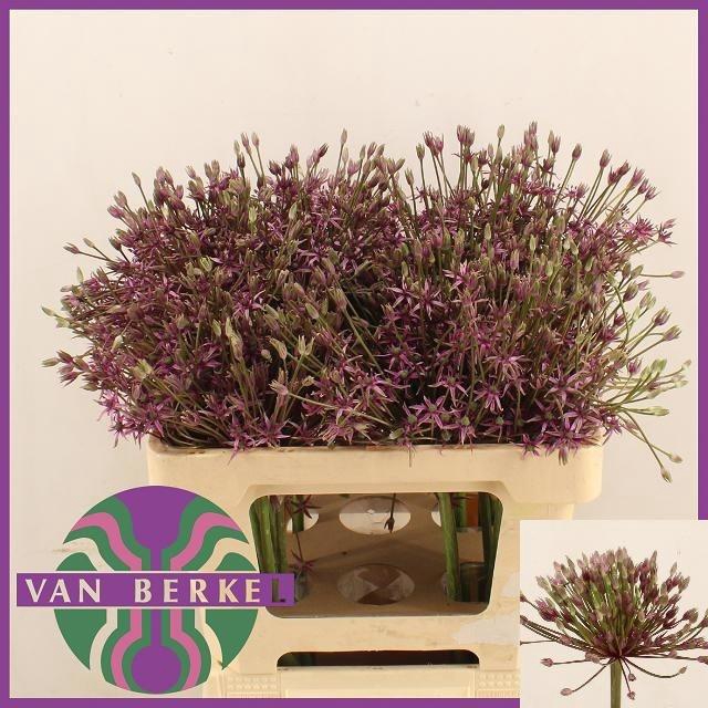 <h4>Allium Spider</h4>