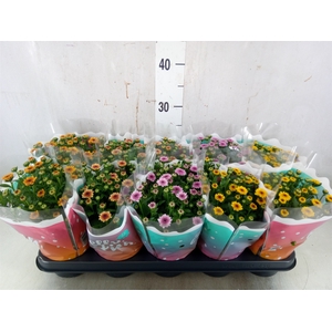 Chrysanthemum  'Jellyfish'   ...mix