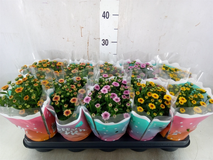 <h4>Chrysanthemum  'Jellyfish'   ...mix</h4>
