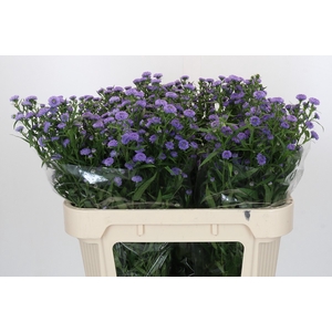 Aster Baby Blue