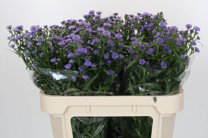 Aster Baby Blue