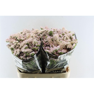 Lim S Apricot Sun Birds