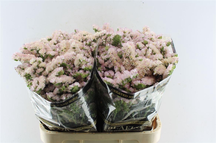 <h4>Lim S Apricot Sun Birds</h4>