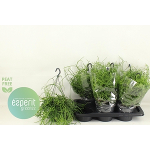 RHIPSALIS HETEROCLAD