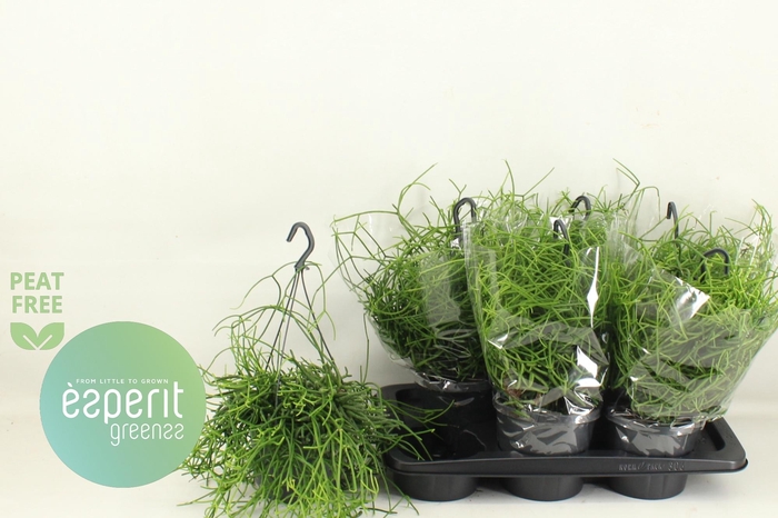 RHIPSALIS HETEROCLAD