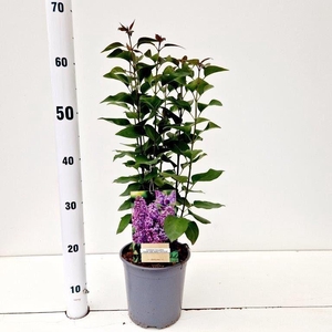 Syringa Ruhm von Horstenstein