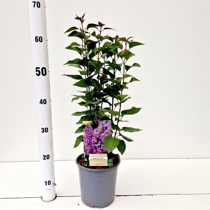 <h4>Syringa Ruhm von Horstenstein</h4>
