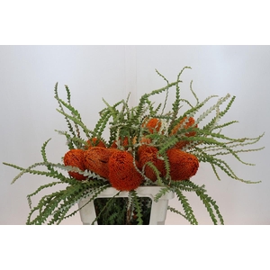 Banksia Speciosa Oranje