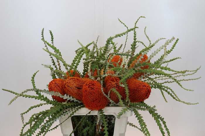 <h4>Banksia Speciosa Oranje</h4>