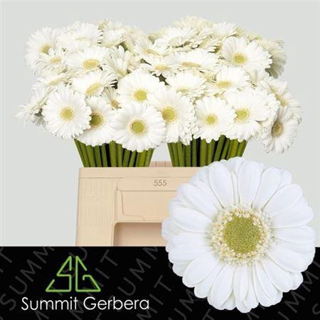 <h4>Ge Mi Albino</h4>