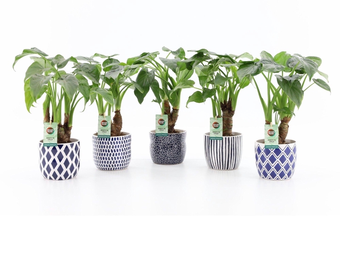 <h4>Alocasia Cucullata Stam Keramiek Delft - Blue</h4>