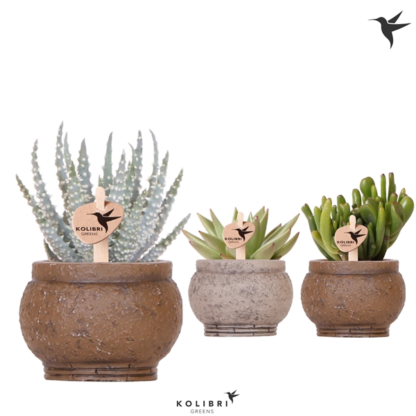 <h4>Kolibri Greens Succulenten mix in Ancient pot brown mix</h4>