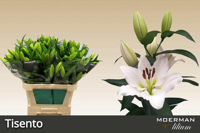 <h4>LI OT TISENTO</h4>