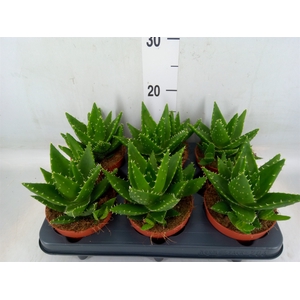 Aloe perfoliata