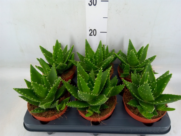 <h4>Aloe perfoliata</h4>