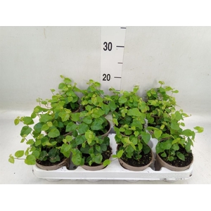 Ficus pumila 'Sunny Green'