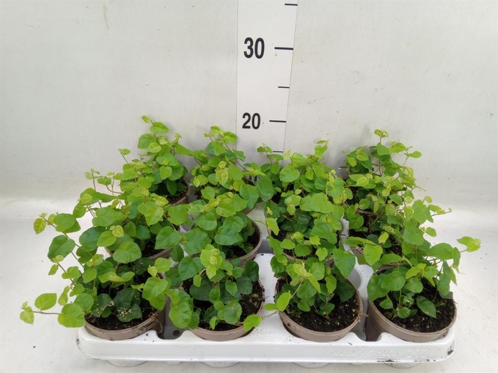 <h4>Ficus pumila 'Sunny Green'</h4>