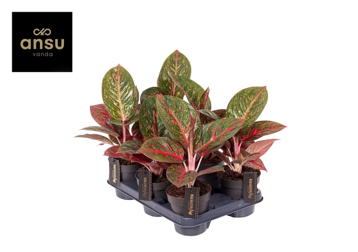 <h4>Aglaonema overig</h4>