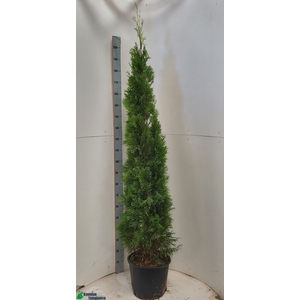 THUJA O SMARAGD