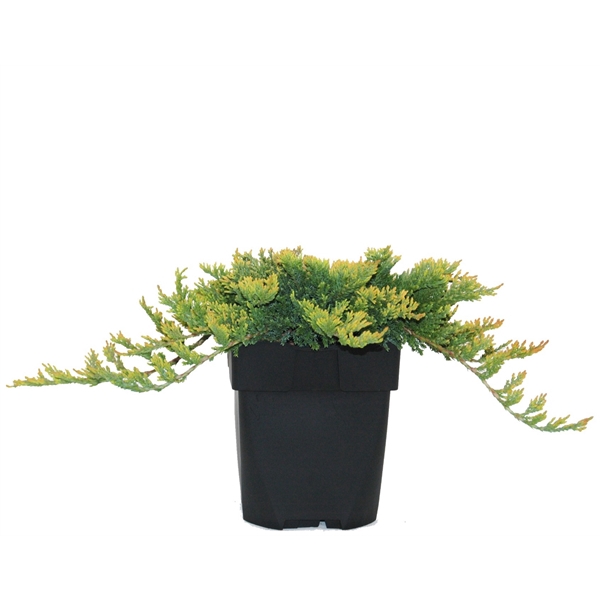 <h4>Juniperus horizontalis 'Golden Carpet' P17</h4>