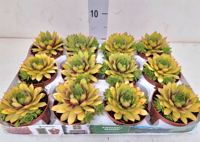 <h4>Sempervivum   ...</h4>