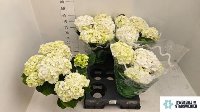 <h4>HYDR M MERLIN</h4>