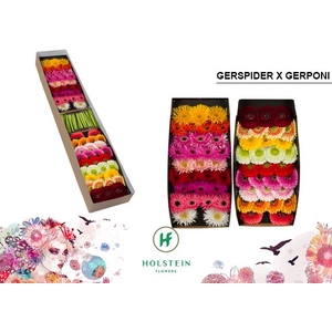 Germini Mix Spider  Pomponi Doos