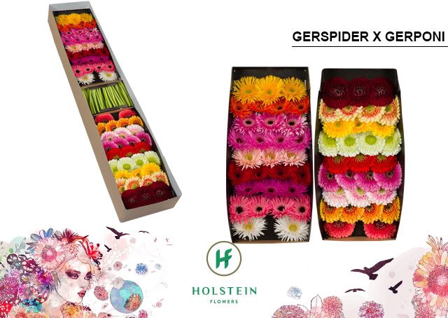 <h4>Germini Mix Spider  Pomponi Doos</h4>
