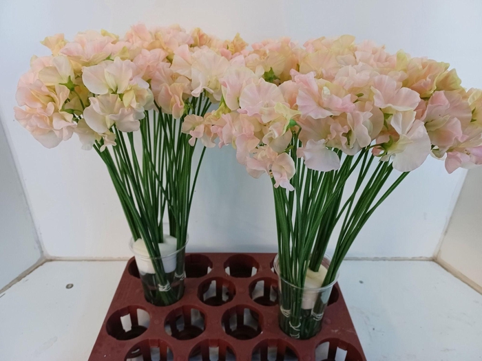 <h4>LATHYR ROM SALM</h4>