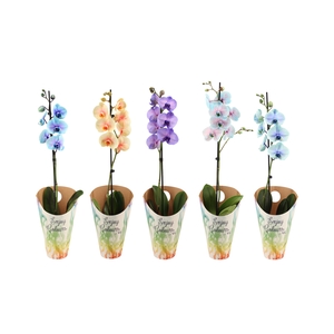 Enjoy Potcover Phal I Am Special Mix 1T9+ ( 24 uur levertijd)