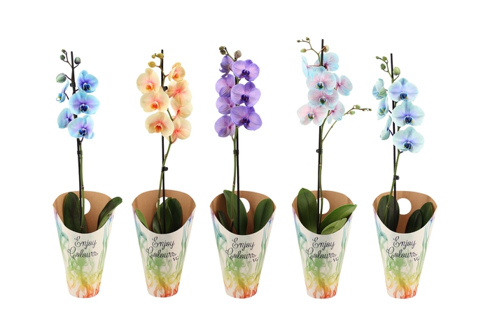 <h4>Enjoy Potcover Phal I Am Special Mix 1T9+ ( 24 uur levertijd)</h4>