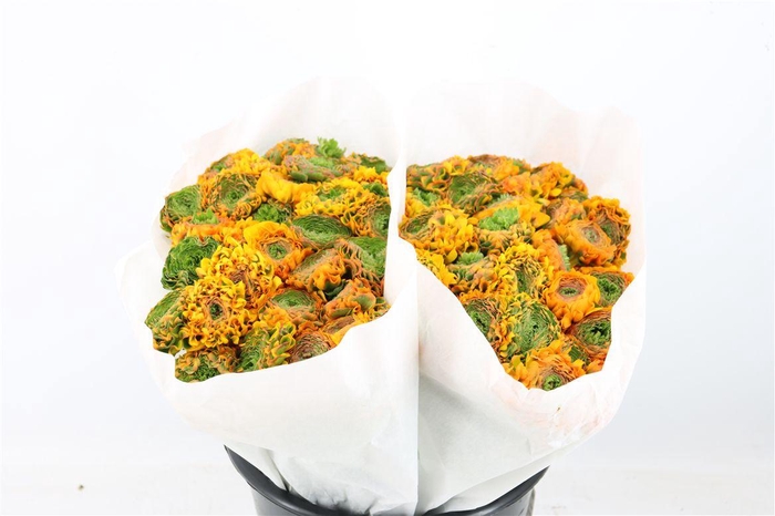 Ran Ponpon Ex Merlino