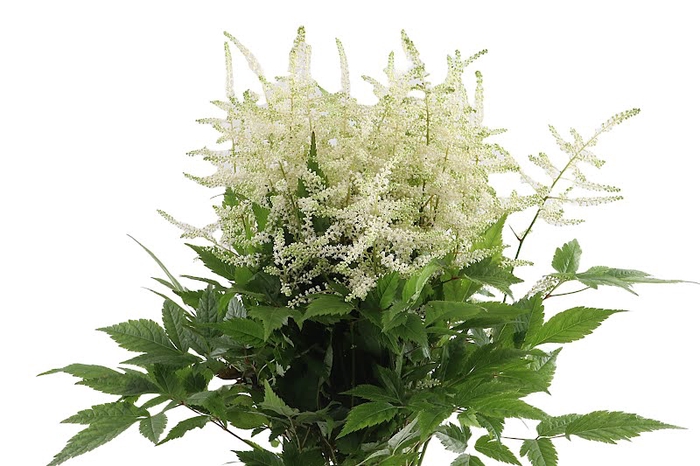 <h4>Astilbe Whasington</h4>