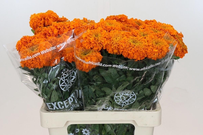 <h4>TAG E PROMISE ORANGE</h4>