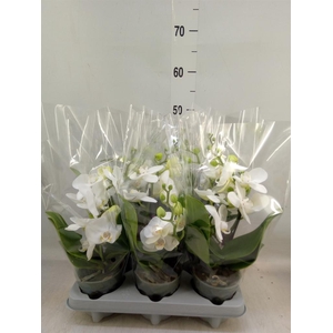 Phalaenopsis   ...white