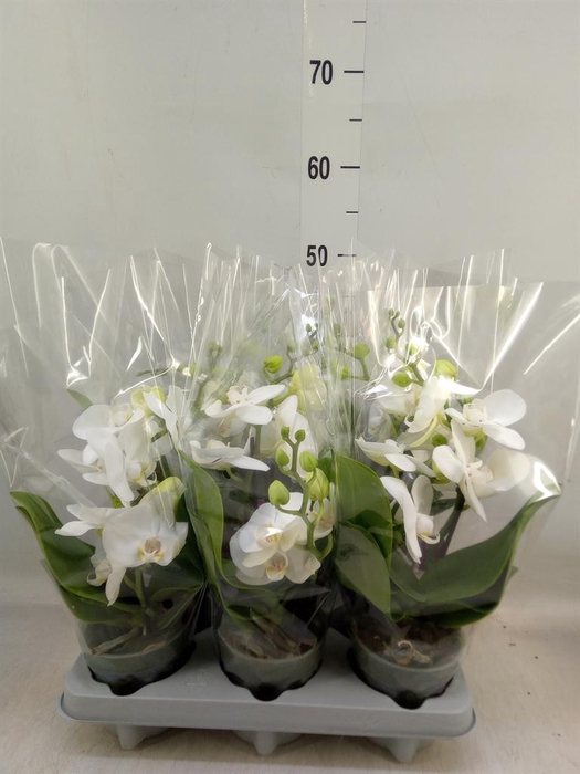<h4>Phalaenopsis   ...white</h4>